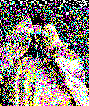 birds