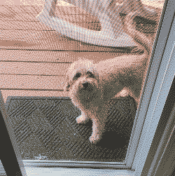 dog2